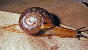 Glossy Turban Carnivorous Snail