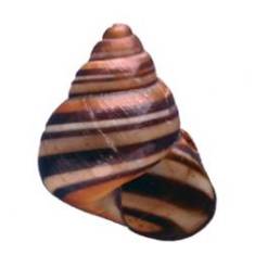 Steve Irwin Tree Snail
