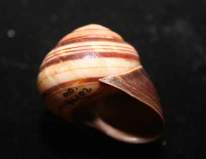 Denham Range Banded Snail