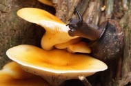 Snail eating fungi 3