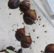 Snail babies Hummock March 2020